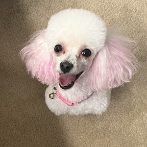 Fundraising Page: Sandra Zimmerman